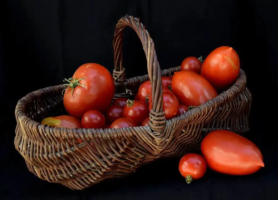 Panier de tomates fraîches